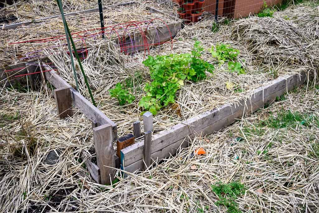 Orto invernale, aiuola rialzata ricoperta di paglia e trucioli di legno per la prevenzione delle infestanti