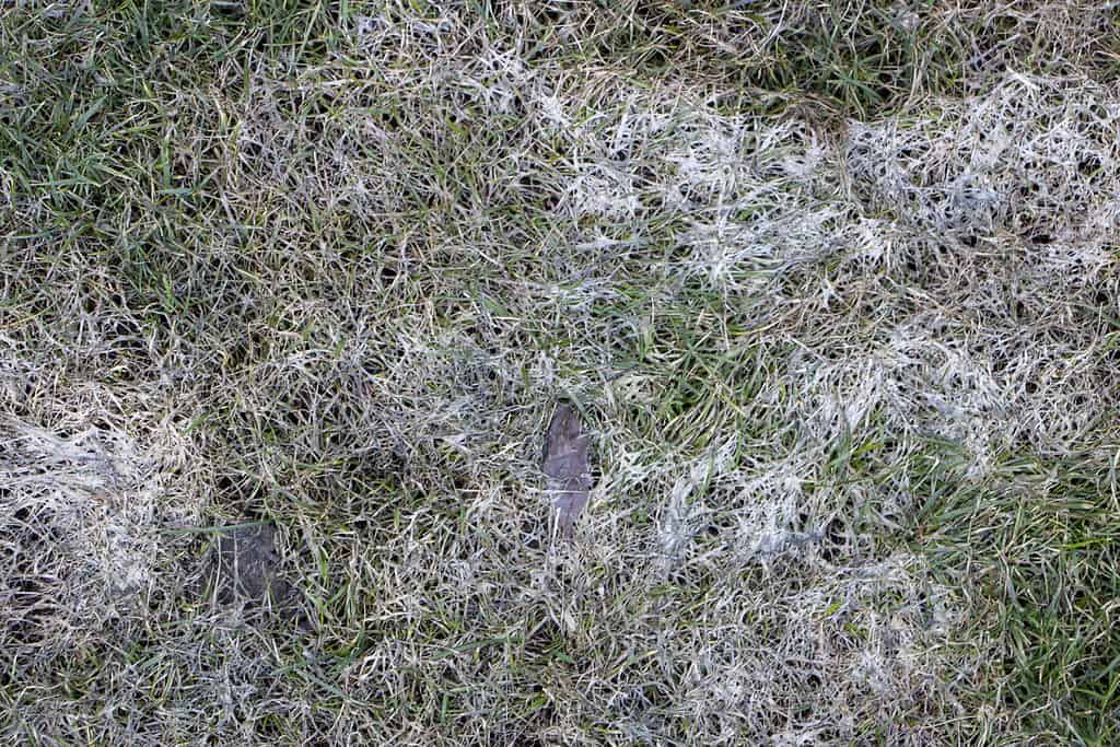 Erba del prato primaverile colpita dalla muffa grigia della neve Typhula sp.  nel giardino d'aprile