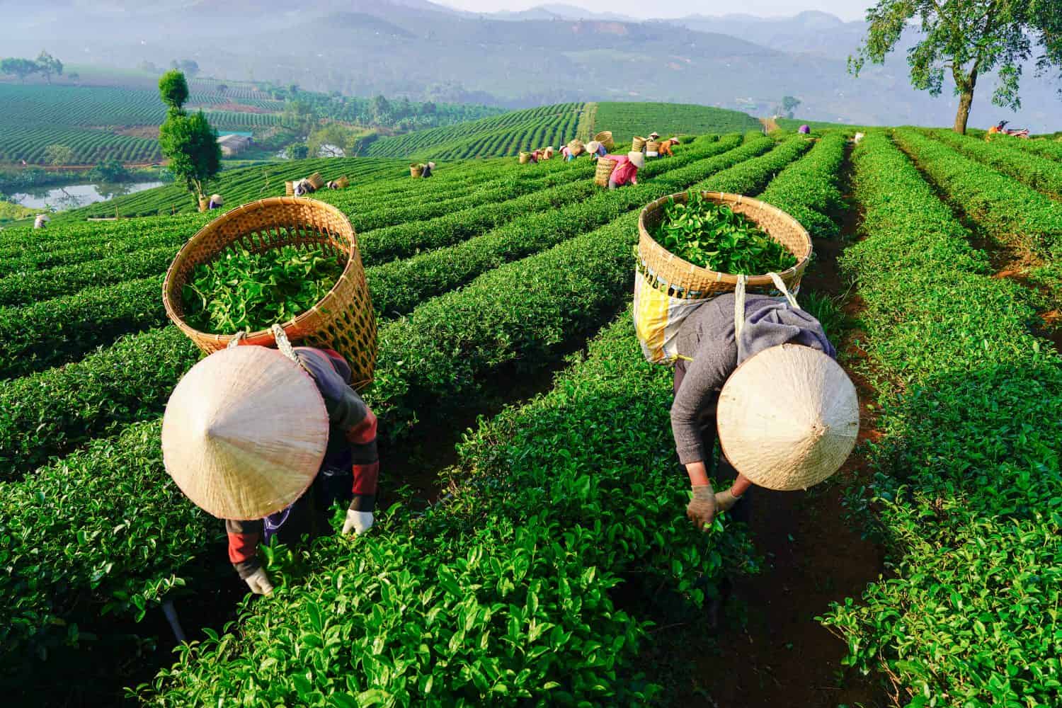 BAO LOC, VIETNAM - aprile 2018: Agricoltori che raccolgono tè a Bao Loc, Lam Dong, Vietnam