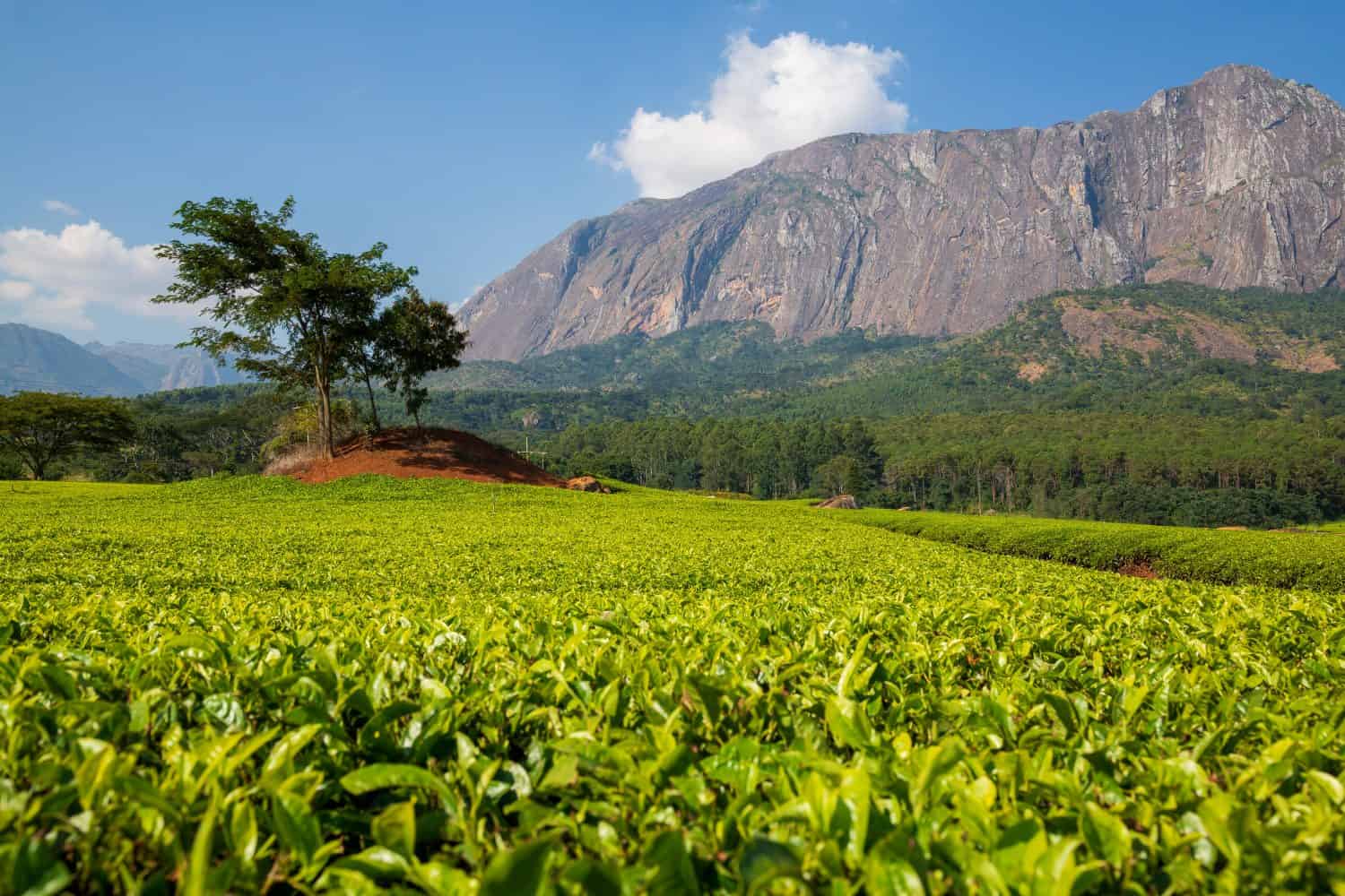 Massiccio Mulanje (montagna) nel Malawi