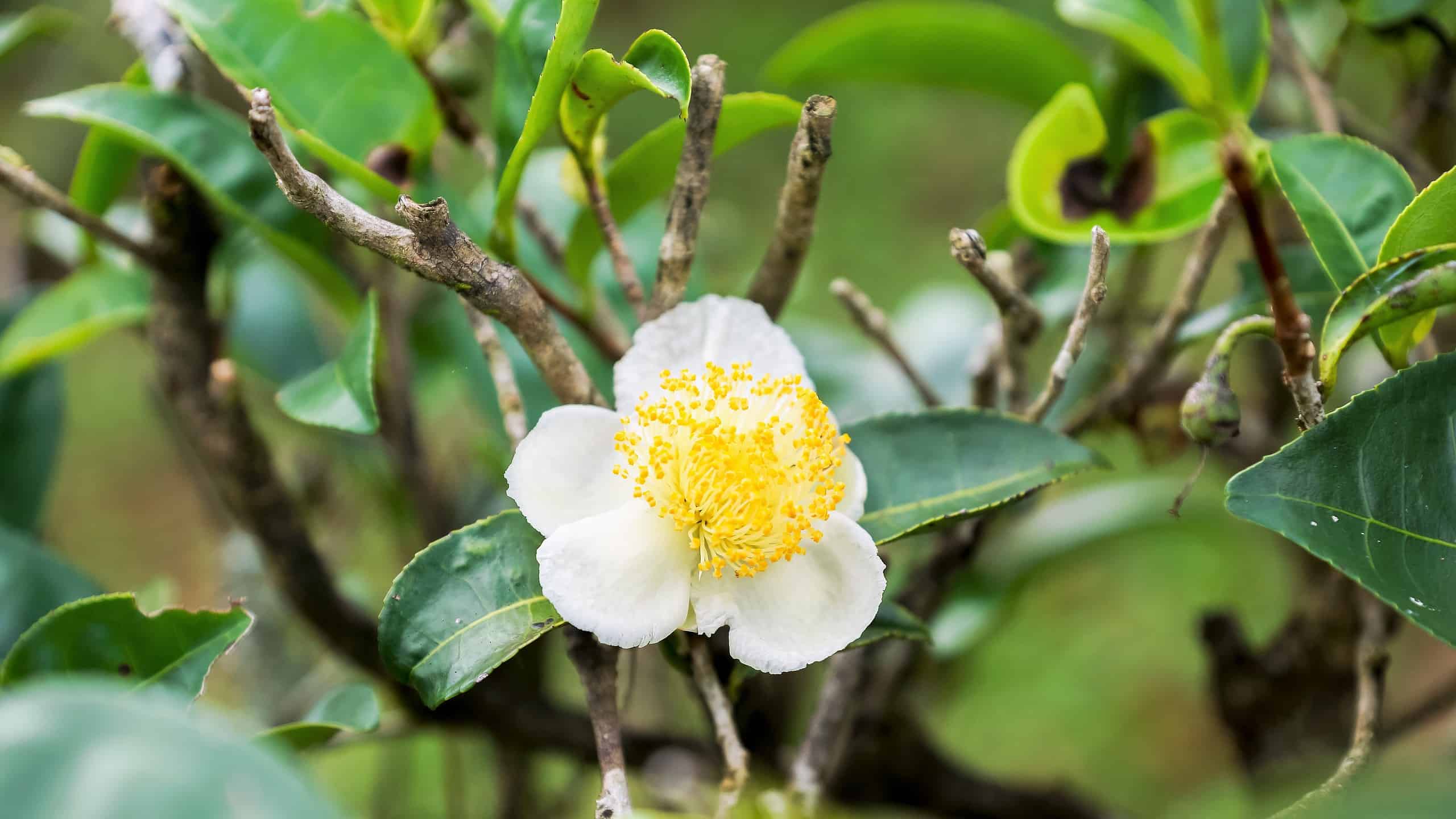 Fiore della pianta del tè (Camellia sinensis var 'Chinsingganzai'), fiore del tè al gelsomino, fiore del tè bianco in fiore, foto reale