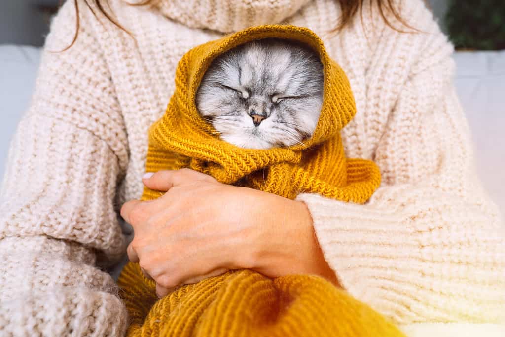 Donna in maglione accogliente che tiene il simpatico gatto in plaid.  Gatto che riposa e si riscalda sotto una morbida coperta durante il freddo autunno o inverno.  Immagine calda e accogliente