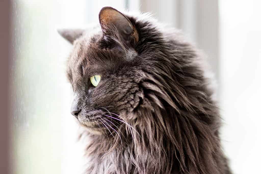 Gatto Nebelung grigio curioso e birichino