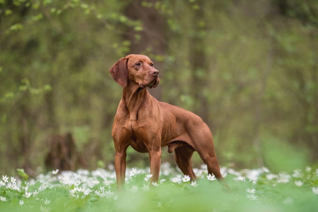 Un cane maschio ungherese Vizsla in piedi tra fiori bianchi sullo sfondo di una lussureggiante foresta primaverile.  Guardando lontano