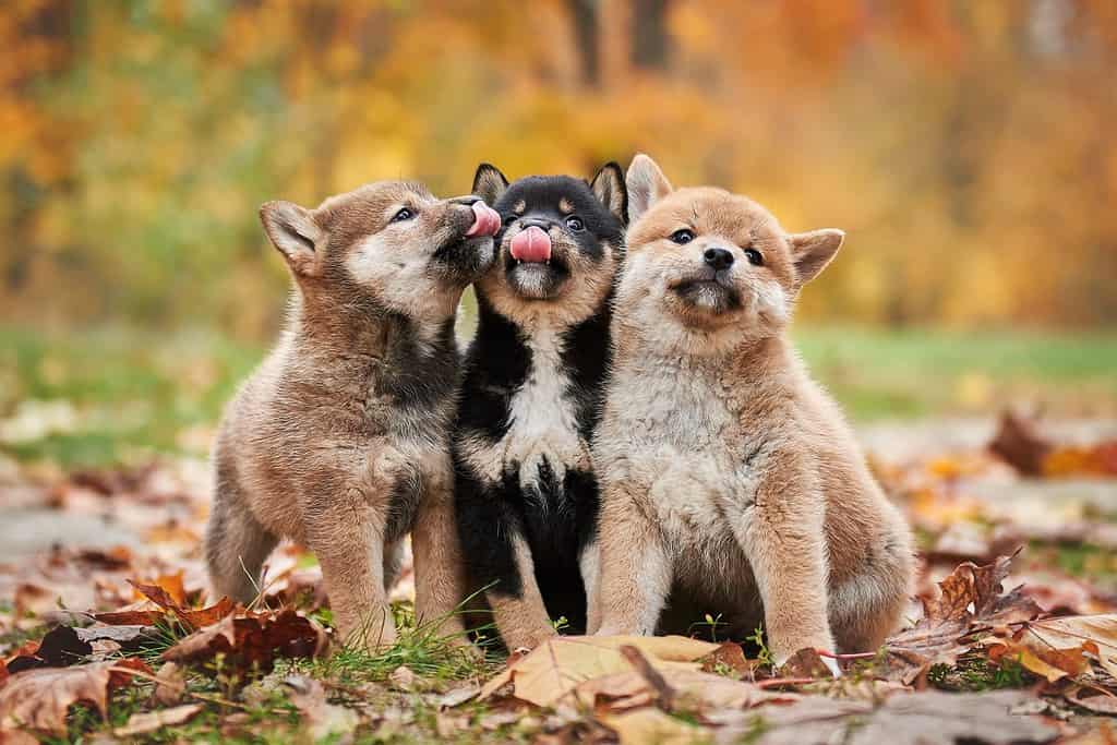 Tre simpatici cuccioli di shiba inu si leccano le labbra e si siedono nella foresta autunnale