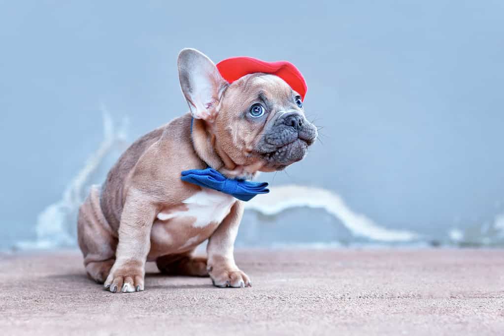 Cucciolo di cane Bulldog francese che indossa berretto rosso e farfallino