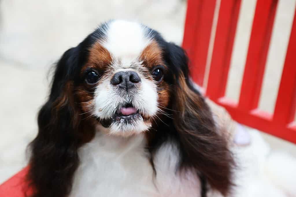 Toy Spaniel inglese tricolore si siede sulla sedia rossa.