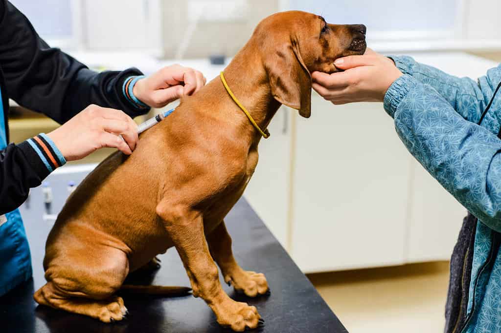 seconda vaccinazione del cucciolo di cane Rhodesian Ridgeback in clinica veterinaria, iniezione di vaccino, protezione contro le malattie