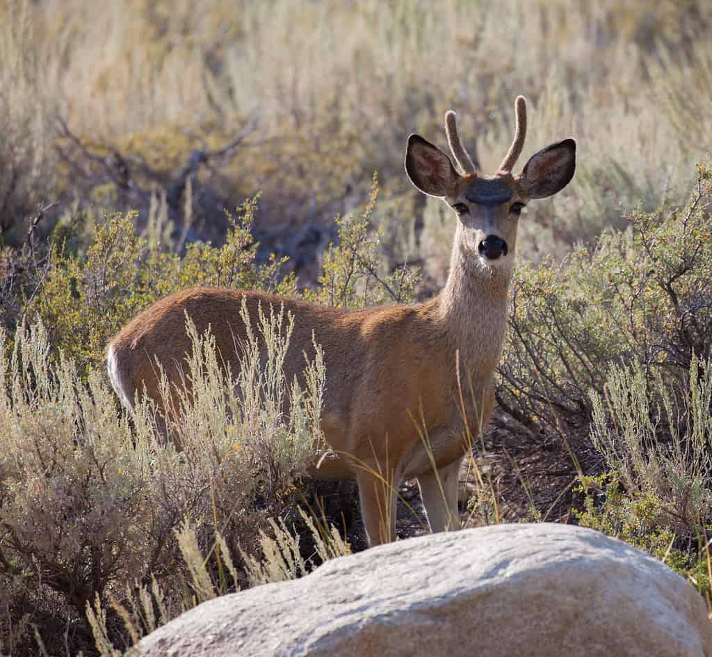 Giovane cervo mulo Buck