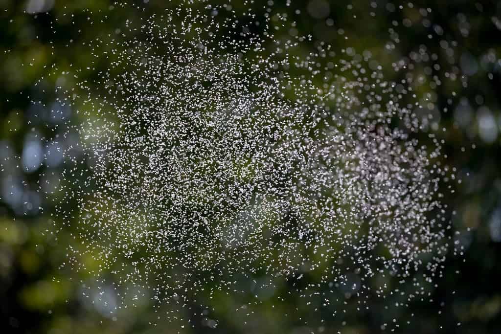 5 metodi rapidi ed efficaci per sbarazzarsi dei moscerini nelle piante d'appartamento
