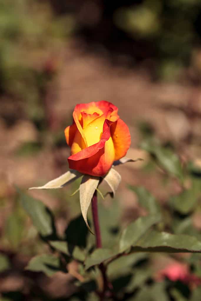 Rosa tea ibrida gialla e arancione