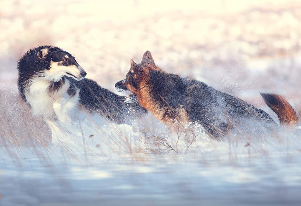 Due cani che giocano sulla neve