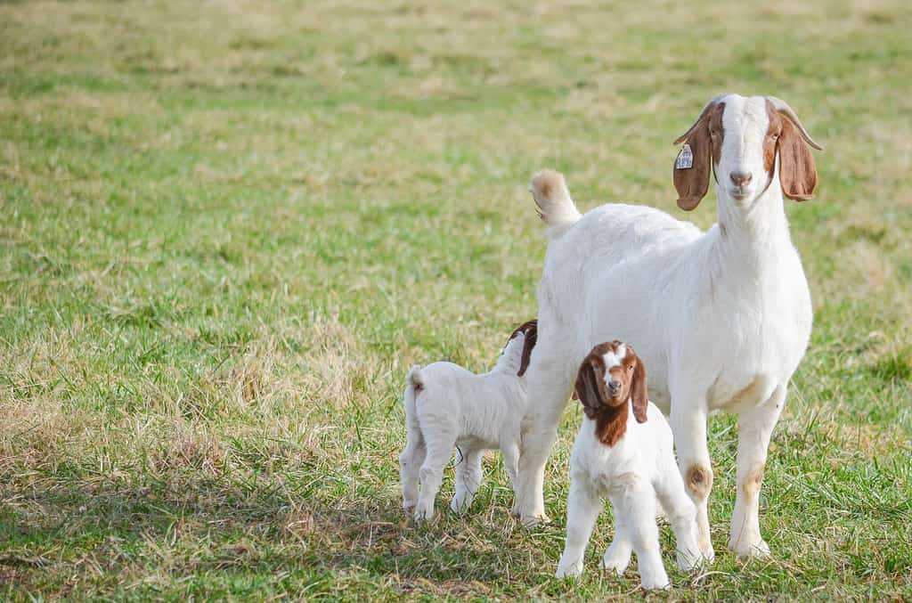 Capra boera e due capretti boeri