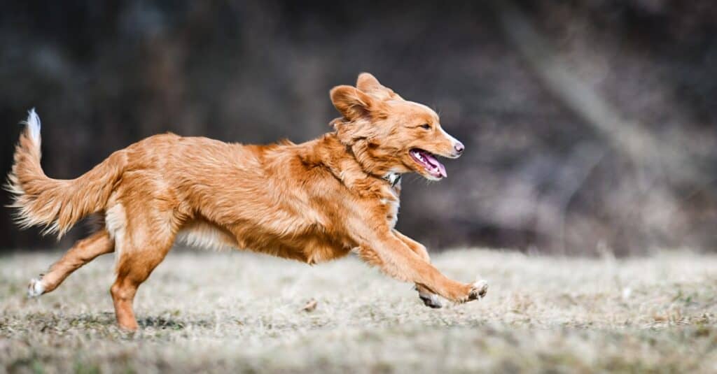 Nova Scotia Duck Tolling Retriever gioca.