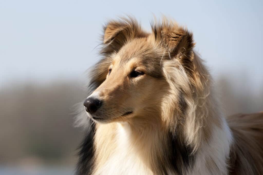 Cani simili ai golden retriever - Un collie scozzese che guarda attentamente a sinistra