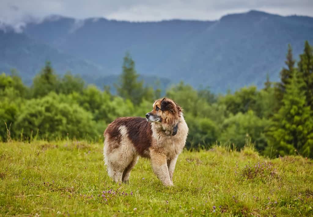 cane da pastore rumeno in piedi sul prato naturale, immagine scattata vicino all'allevamento di pecore