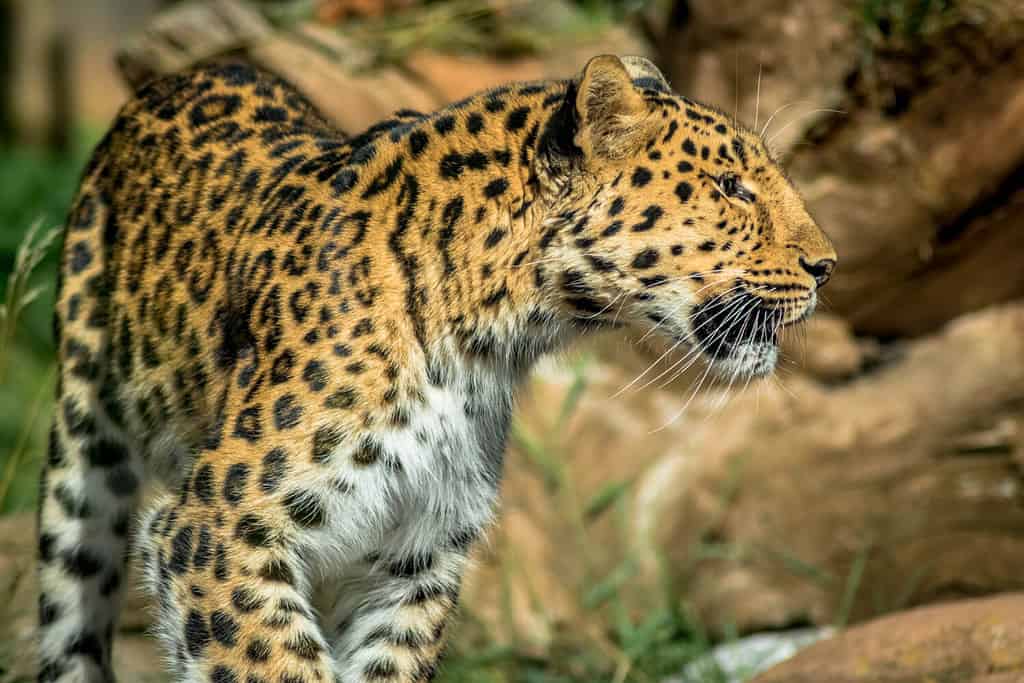 Leopardo in cerca di preda allo zoo di Colchester