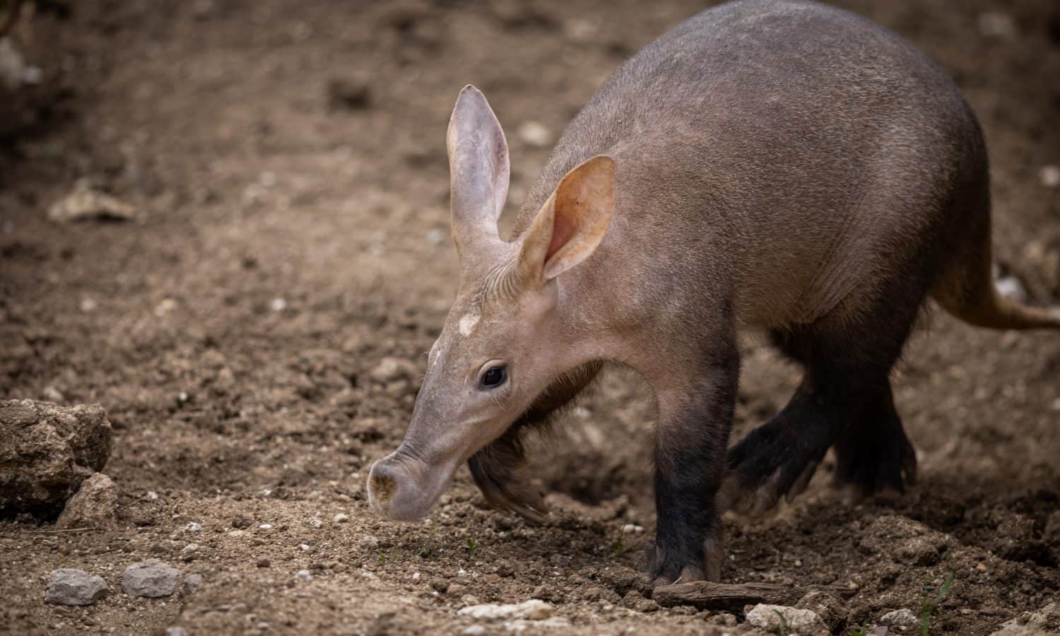 Piccolo Aardvark nel delta dell'Okavango, in Botswana