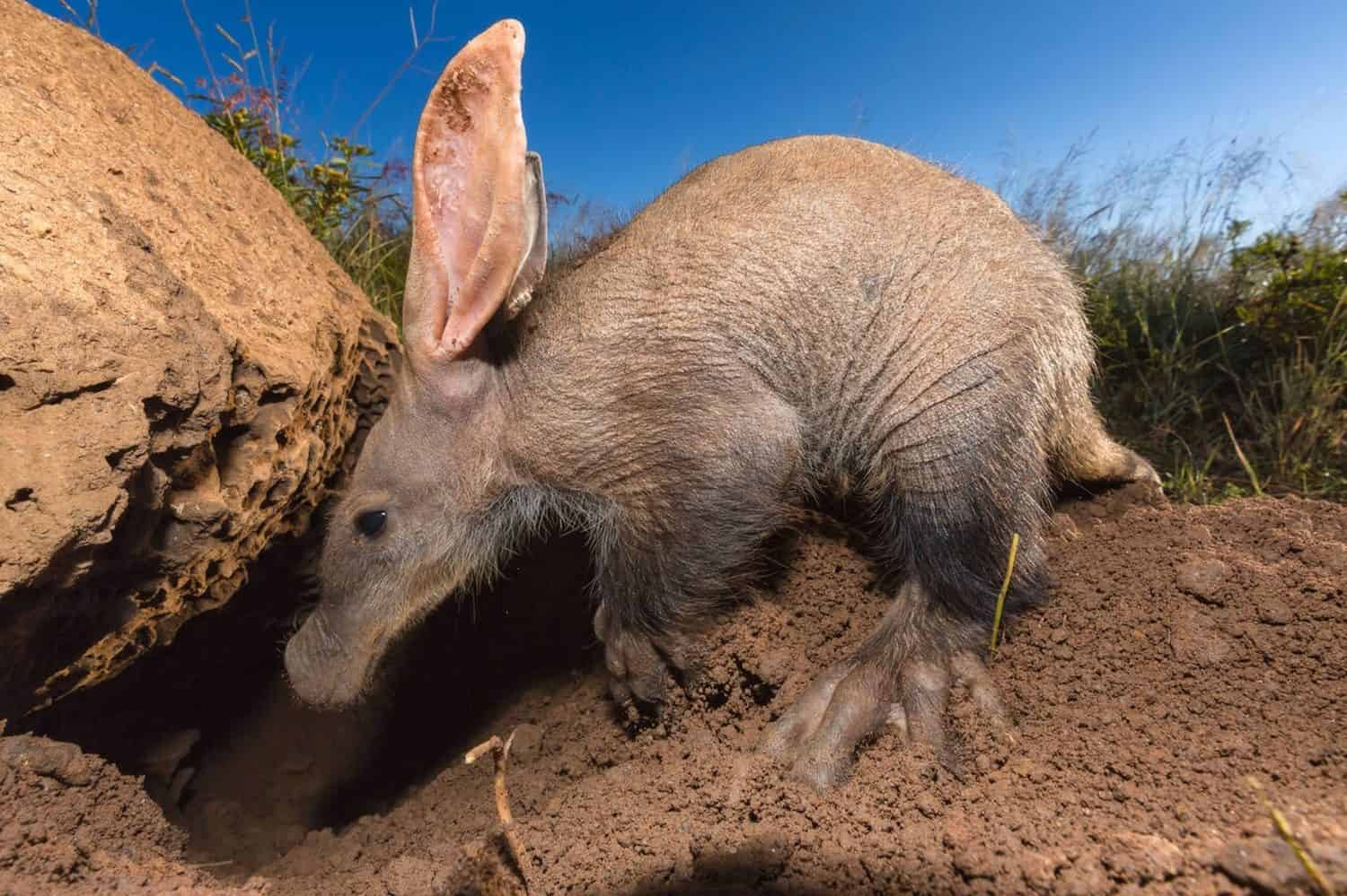 Giovane Aardvark(Orycteropus afer)alla ricerca di formiche e termiti.Namibia Archivio Fotografico