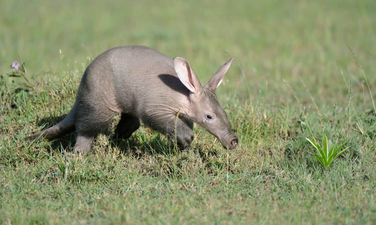 Piccolo Aardvark nel delta dell'Okavango, in Botswana