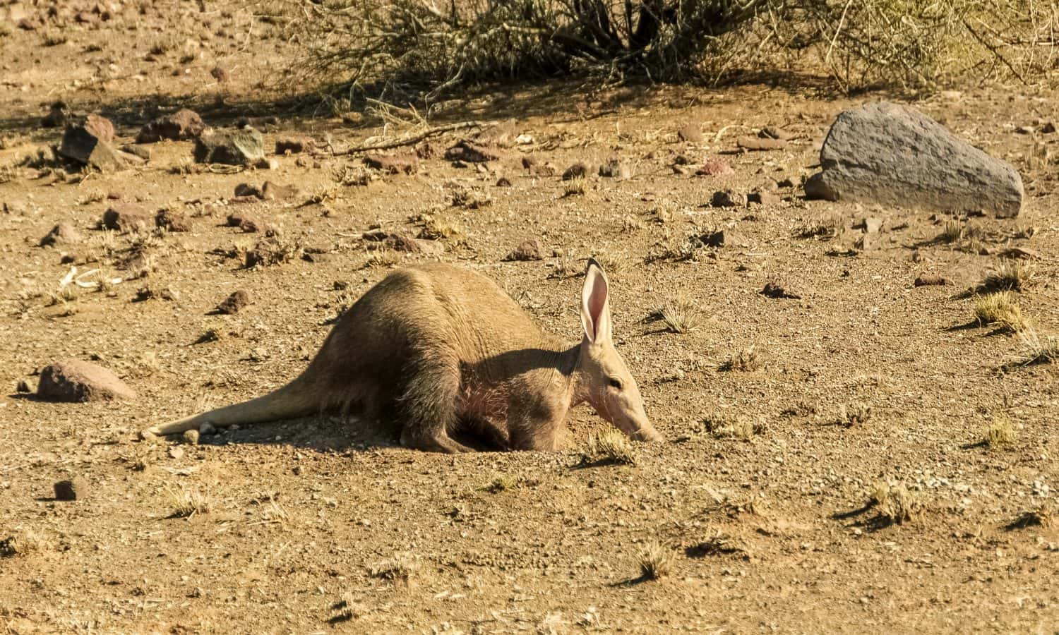 Piccolo Aardvark nel delta dell'Okavango, in Botswana