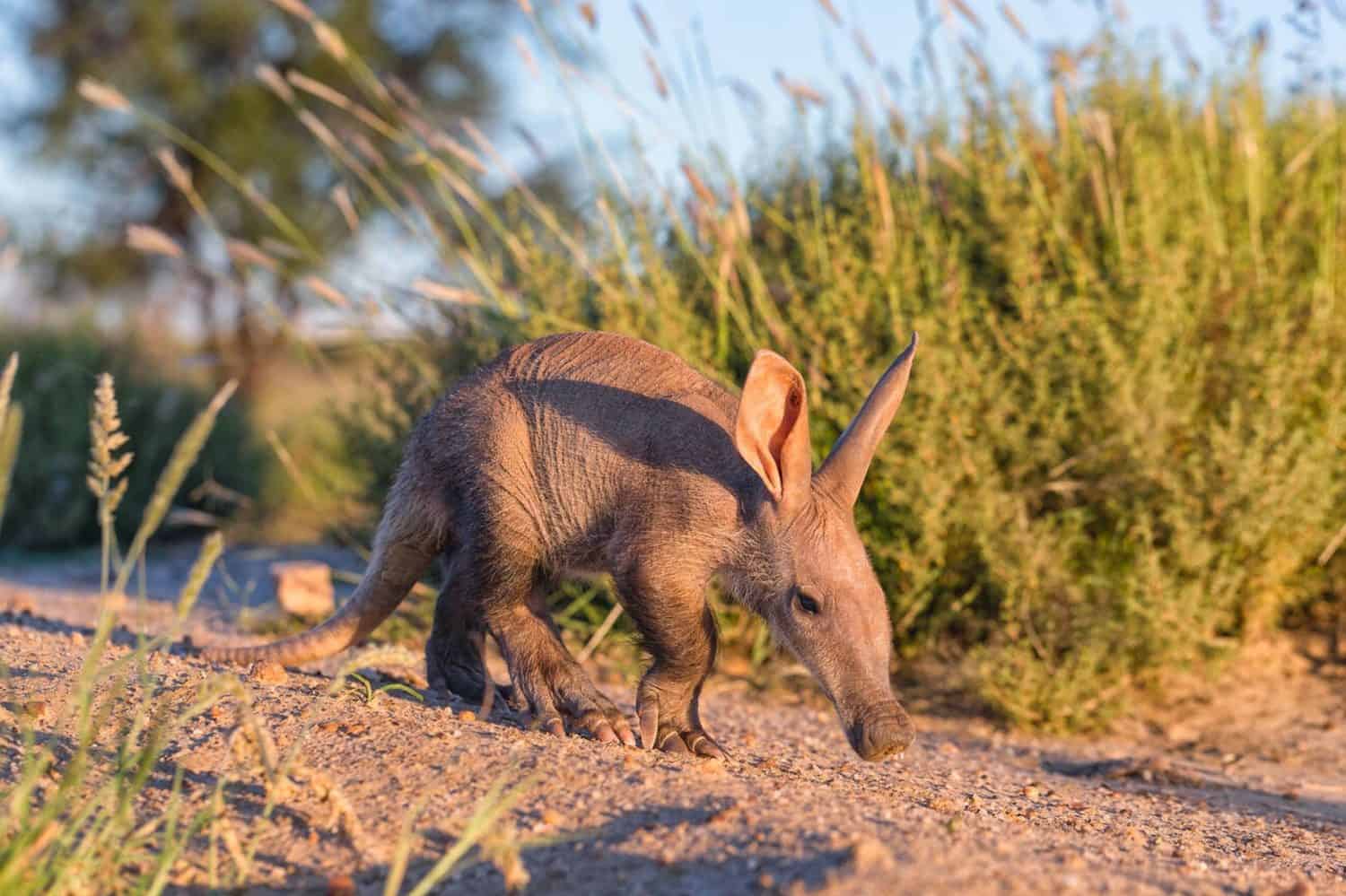 Giovane Aardvark(Orycteropus afer).Namibia Stock Photo