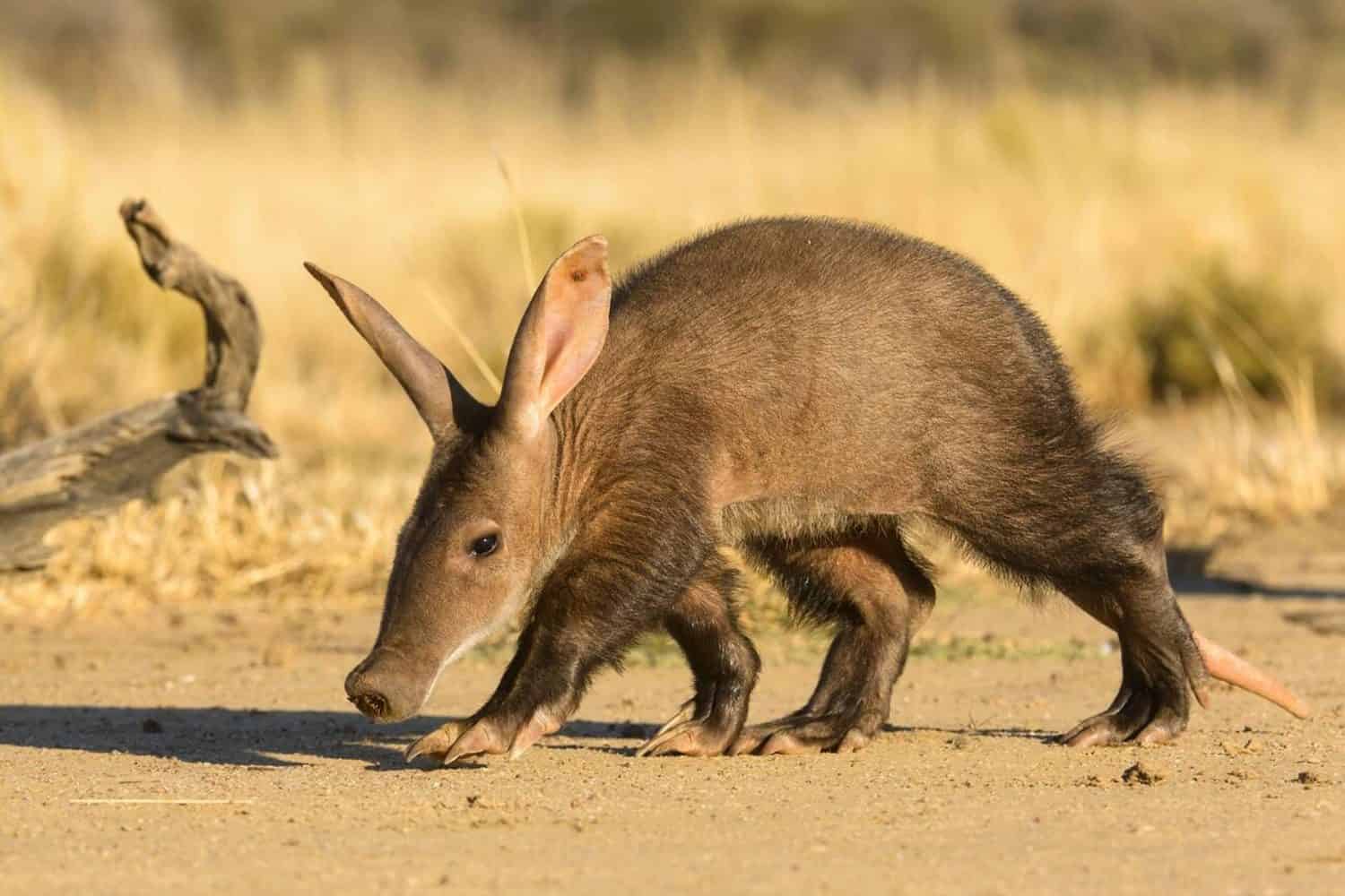 Aardvark (Orycteropus afer), giovane individuo che cammina, Namibia.  Foto d'archivio individuale in cattività e salvata