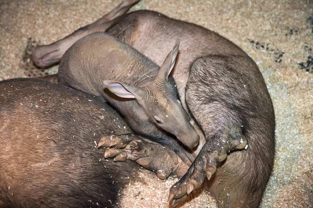 Aardvark (Orycteropus afer), bambino di sei settimane, prigioniero, lo zoo di Colchester, Essex, Regno Unito Immagini Stock