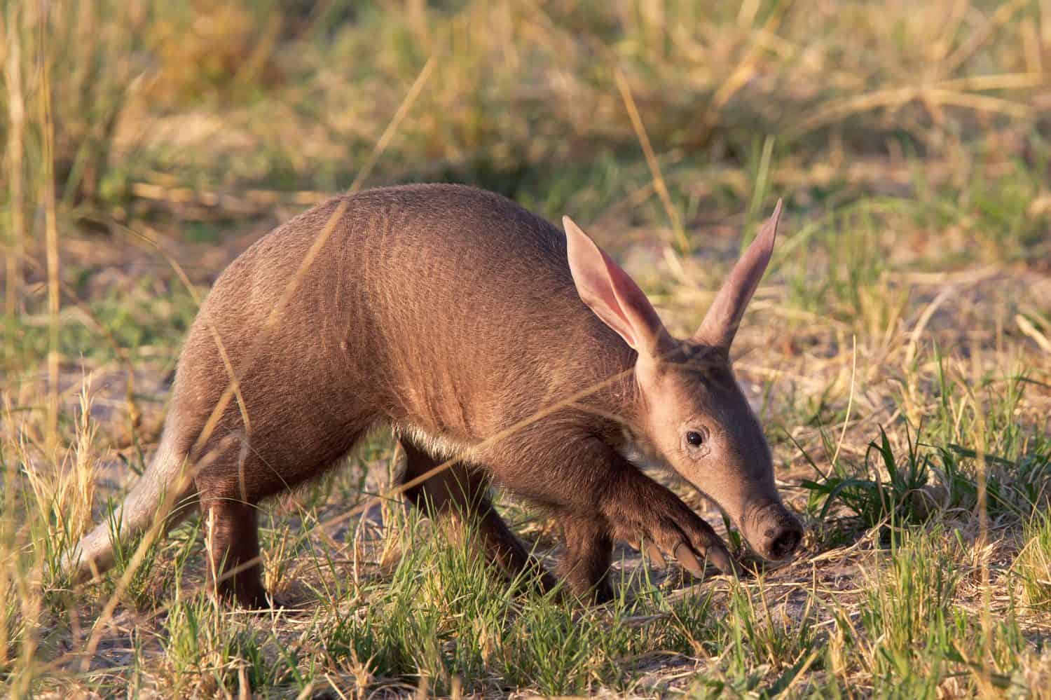 Piccolo Aardvark nel delta dell'Okavango, in Botswana