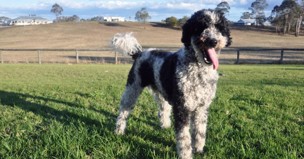 Schnoodle in piedi nell'erba