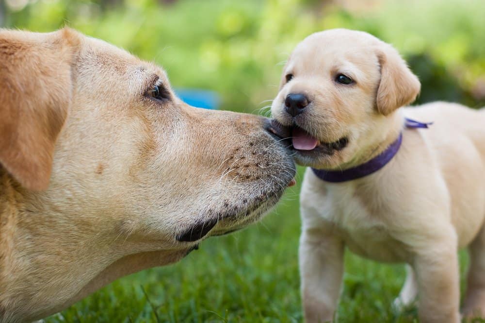 Labrador Retriever (Canis familiaris) - labrador giallo e cucciolo