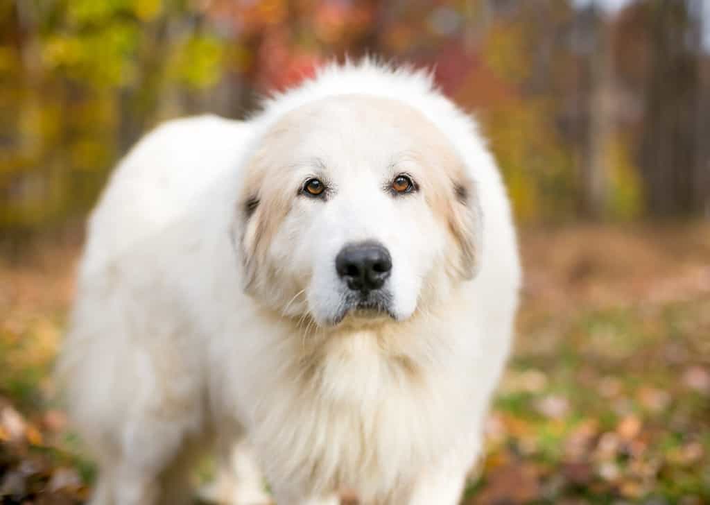 Ritratto di un grande cane dei Pirenei all'aperto con foglie autunnali colorate