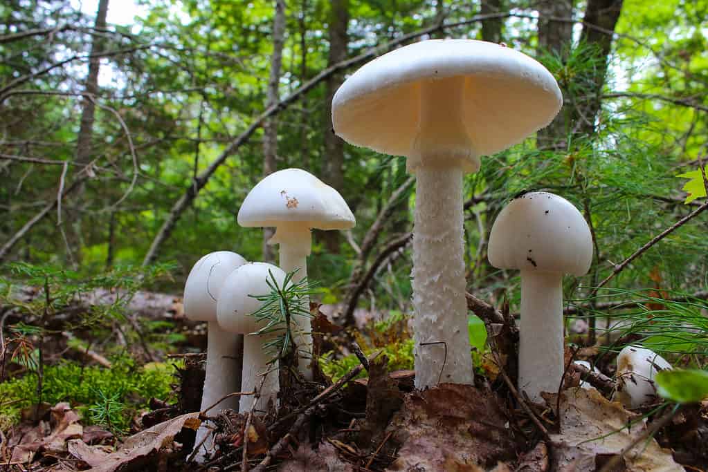 Funghi maestosi bianchi alti