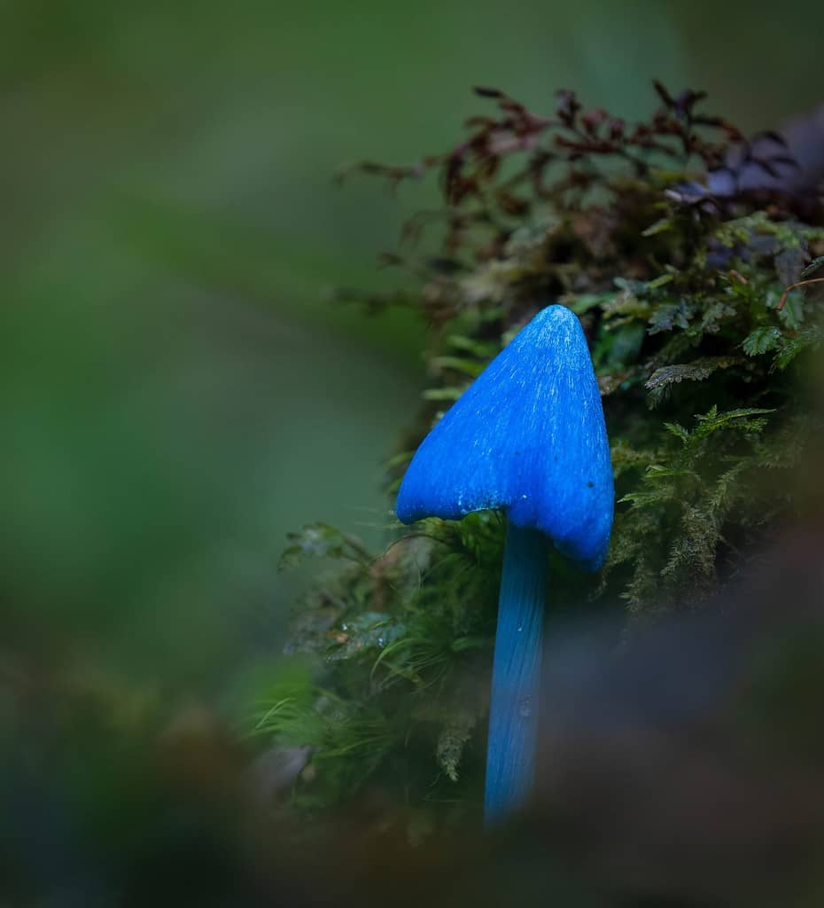 Fungo azzurro (Entoloma hochstetteri) sugli habitat forestali del distretto di Rotorua.  Formato verticale.