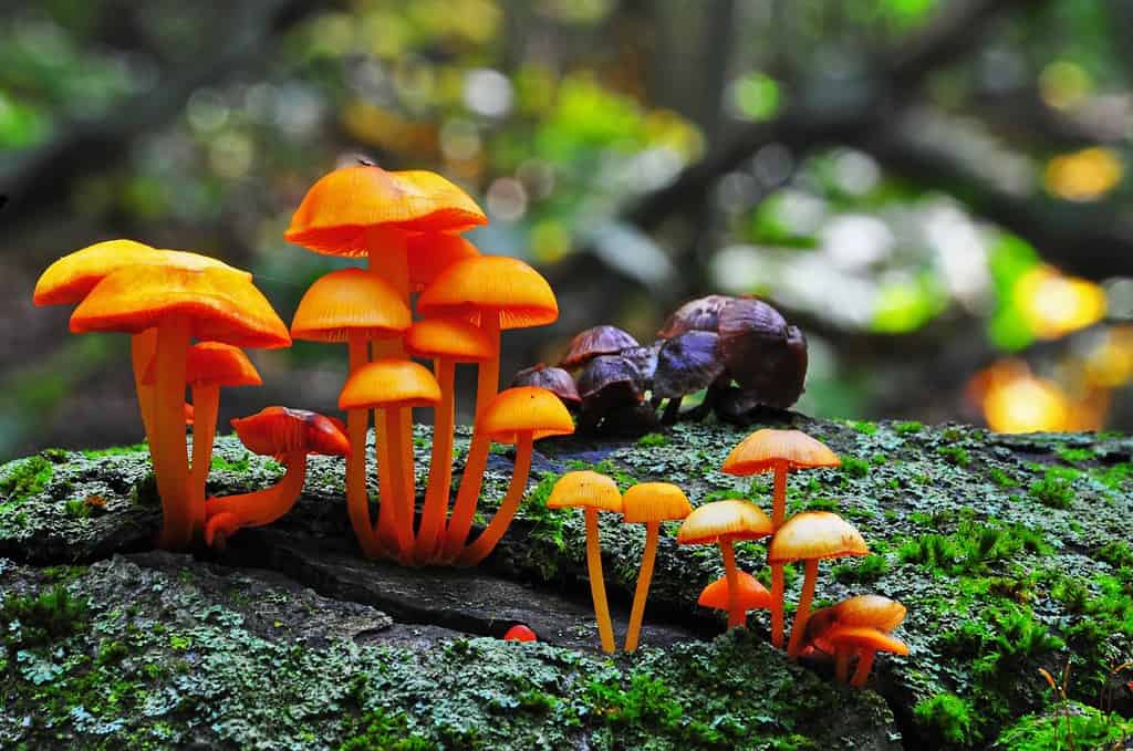 Funghi arancioni di Mycena, Avon Trail, Ontario, Canada.