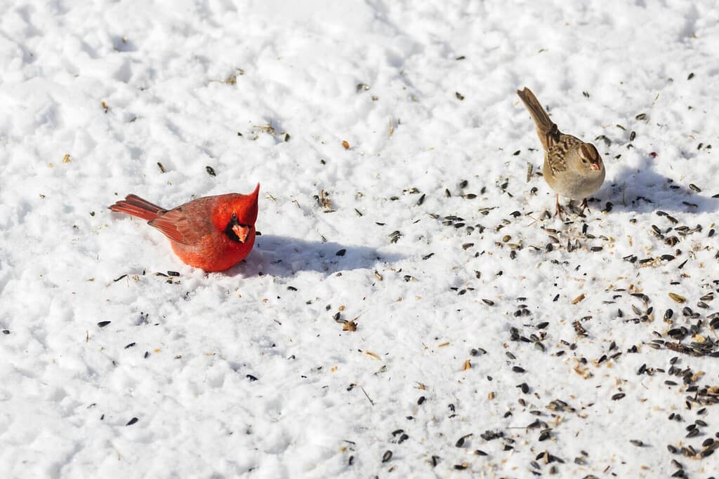 Cardinale americano maschio, Redbird che mangia semi su terreno innevato