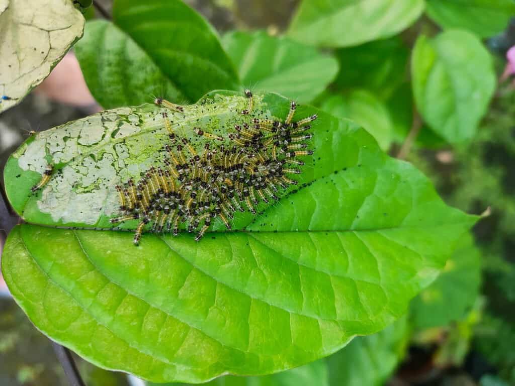 Larva o vermi con una foglia verde assemblata e mangiano foglie.  Parassita in congedo, molti bruchi su foglie verdi