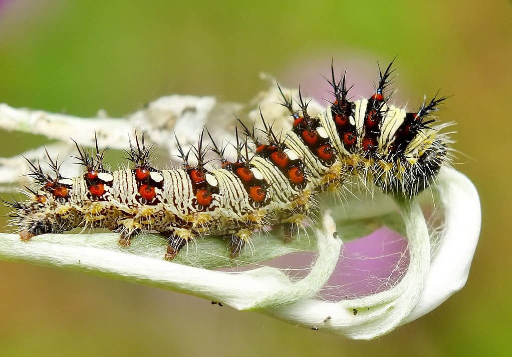 Vanessa virginiensis, signora dipinta americana o signora americana