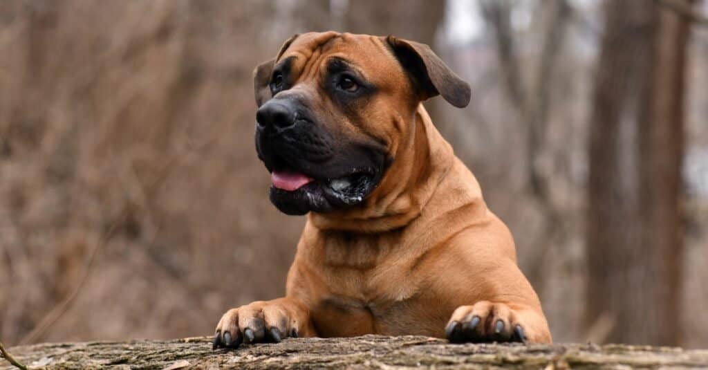 Il morso più forte della razza canina: Boerboel