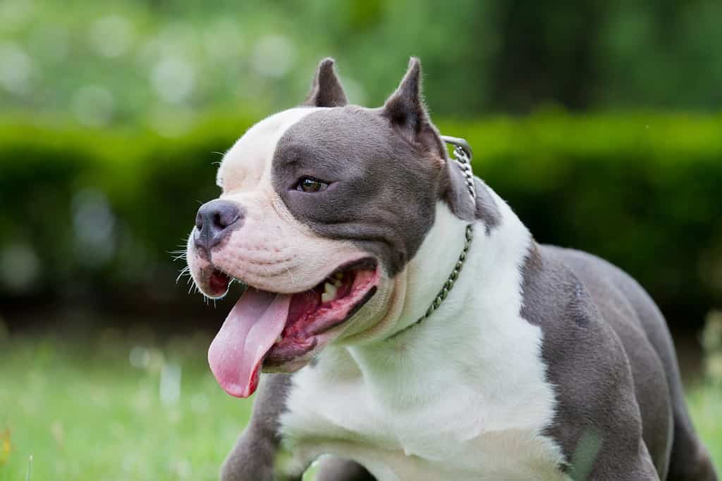 una testa di American Bully Dog stand sullo sfondo verde erba