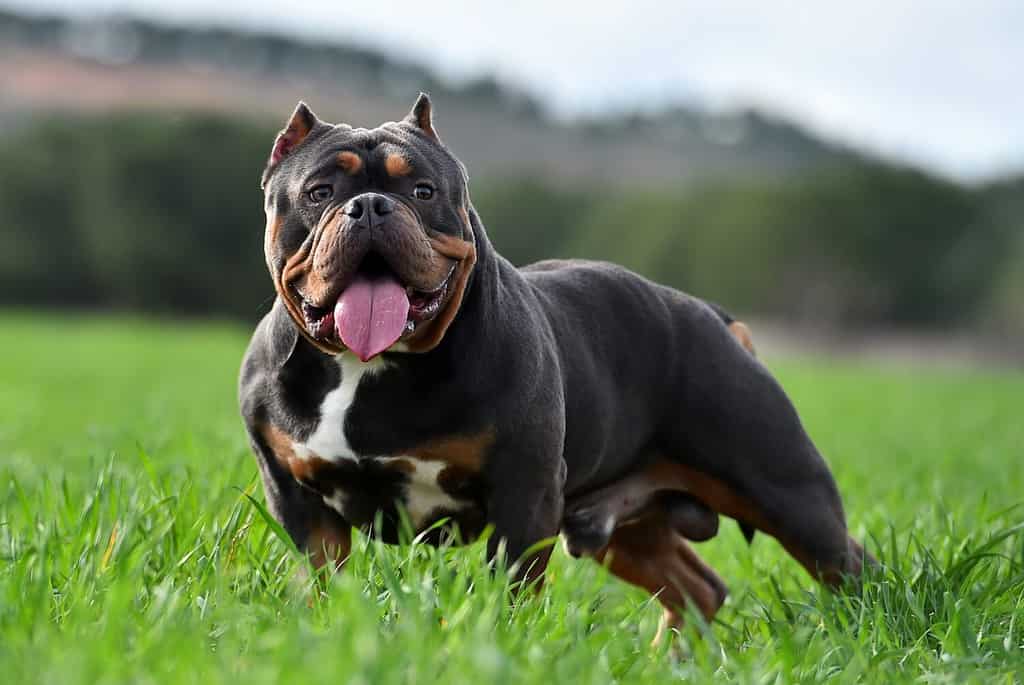 un cane estremo bullo americano sul campo