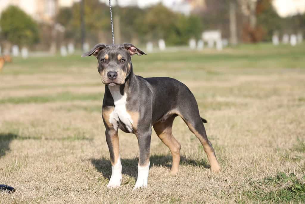 fotografia di un cane PITBULL tricolore.  foto scattata in primo piano di un cucciolo in posa per uno spettacolo di bellezza