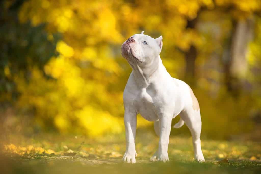 Il divertente cane bianco americano bullo si alza e guarda con cautela, vista frontale.  Il cucciolo esegue obbedientemente il comando durante l'allenamento nel bellissimo parco autunnale con fogliame ingiallito, sfondo sfocato.