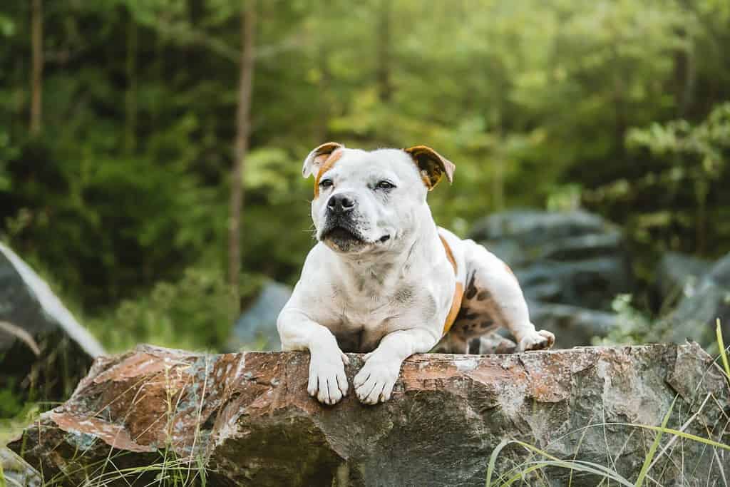 Bastone per cani staffordshire bull terrier