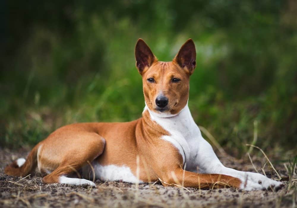 Cane Basenji sdraiato sull'erba