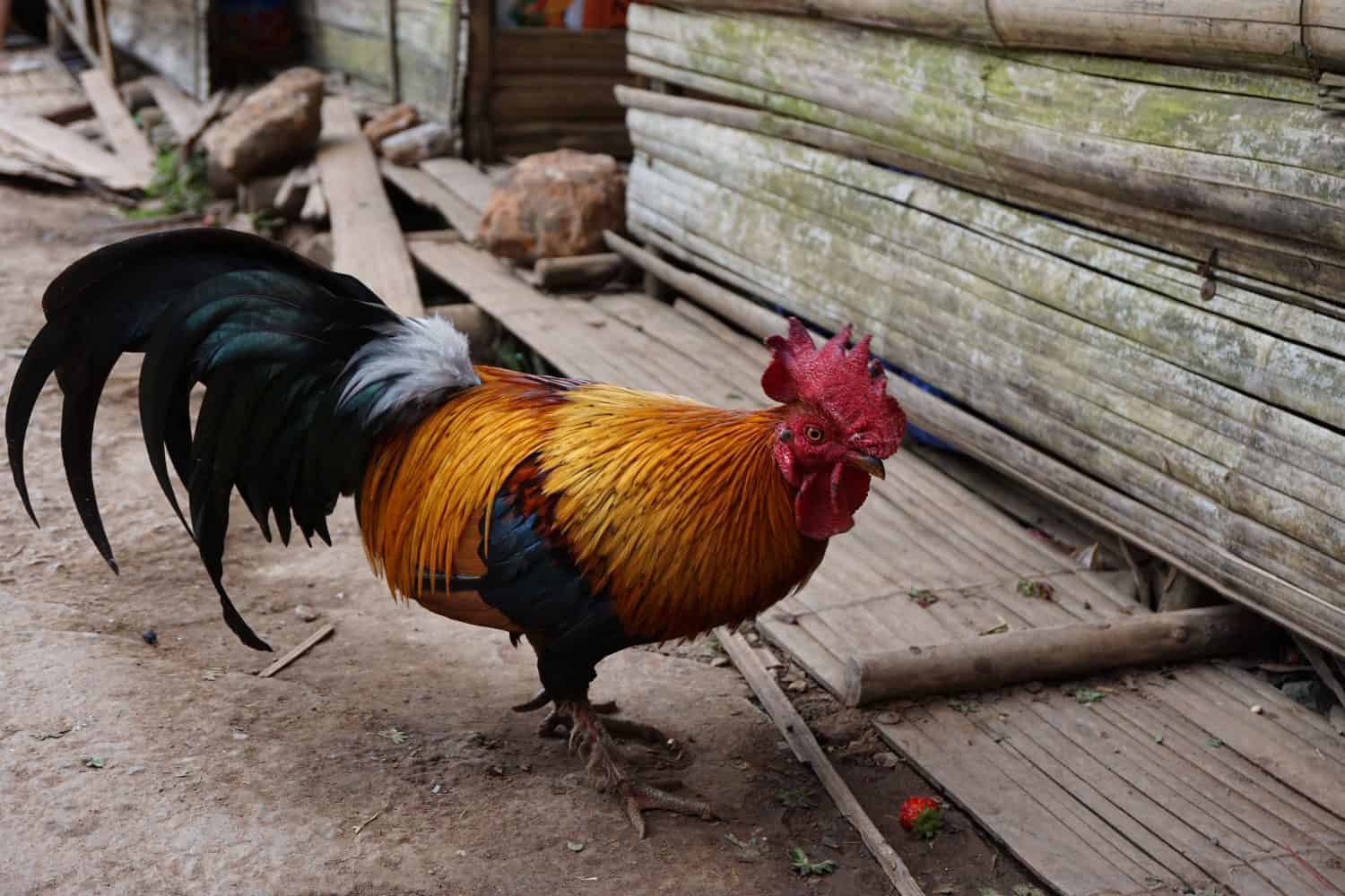 Gallo colorato o gallo da combattimento che mangia fragola a terra