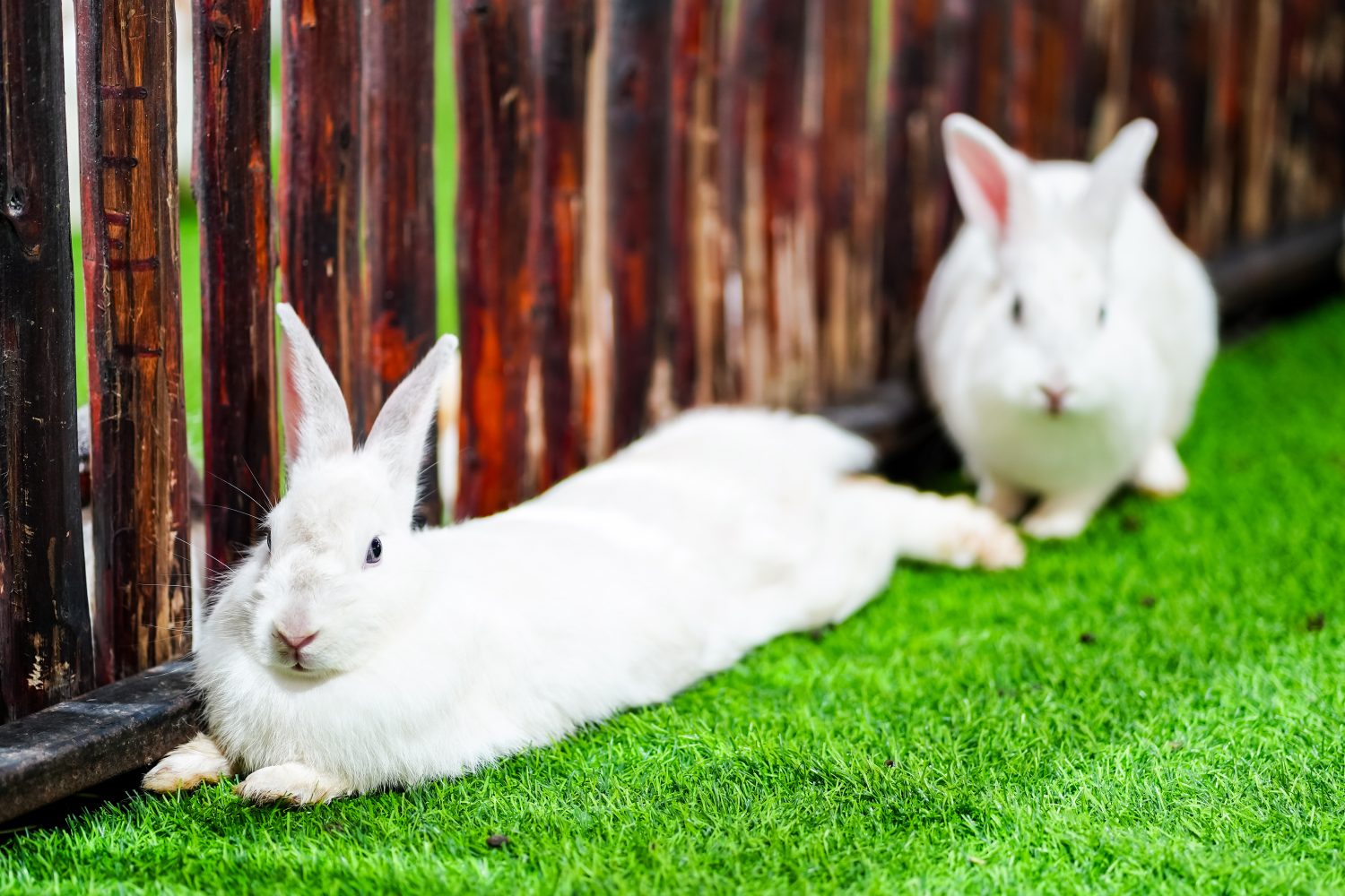 Coniglio bianco sdraiato dopo aver mangiato sul prato artificiale verde