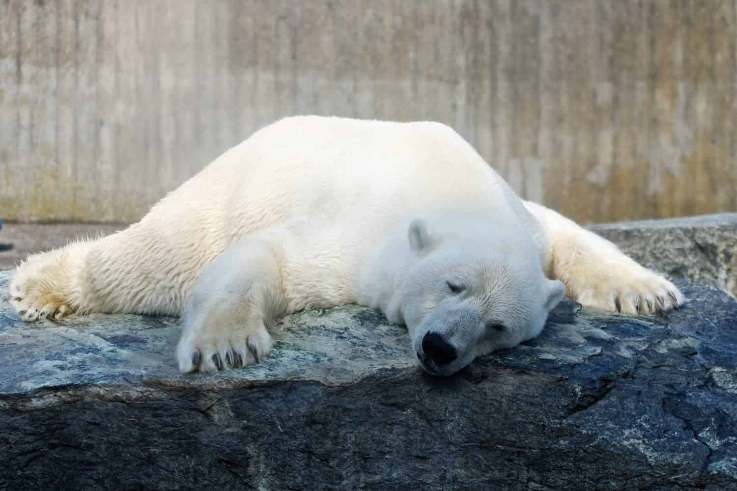 Orso polare che sguazza in estate