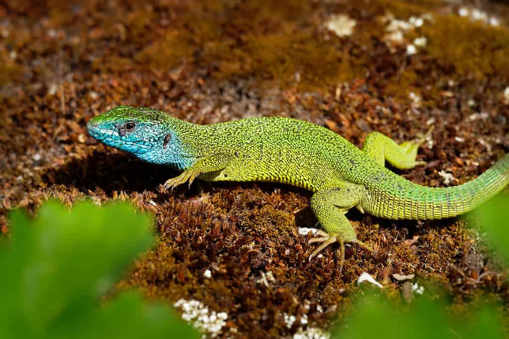 Lucertola verde europea - Lacerta viridis - grande lucertola verde e blu distribuita alle medie latitudini europee, maschio con la zecca (acaro del raccolto) sul corpo.  Spesso visto prendere il sole su rocce o prati.