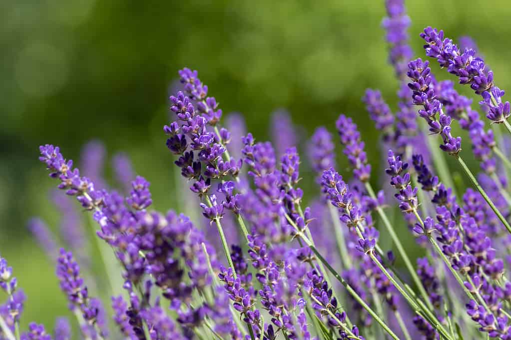 Lavanda, Lavandula angustifolia